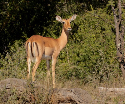  Impala(Aepyceros melampus) 