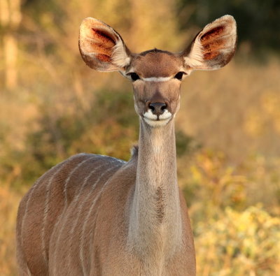 Female Greater Kudu (Tragelaphus strepsiceros) 
