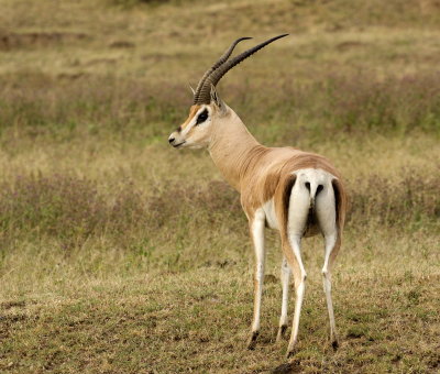 Grant's gazelle (Nanger granti) 