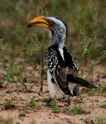 Southern Yellow-billed Hornbill (Tockus leucomelas) 