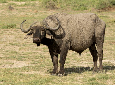  African buffalo or Cape buffalo (Syncerus caffer) 