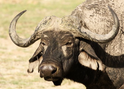 African buffalo or Cape buffalo (Syncerus caffer) 