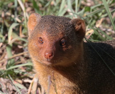 Dwarf Mongoose (Helogale parvula)