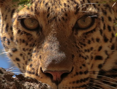  Leopard (Panthera pardus) 