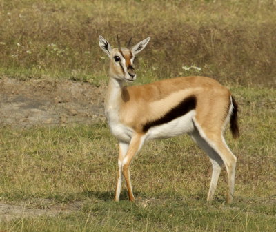 Thomson's Gazelle (Eudorcas thomsonii)