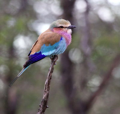 Tanda Tula, Kruger Park, South Africa
