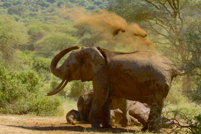 African Elephants (Loxodonta africana) at Lake Manyara, Tanzania