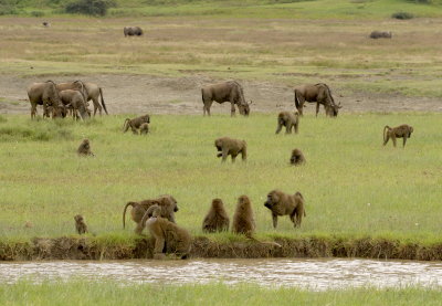 A few members of a troop of Olive Baboons (Papio anubis) in Ngorongoro Crater, Tanzania