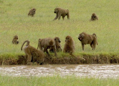 A few members of a troop of Olive Baboons (Papio anubis) in Ngorongoro Crater, Tanzania