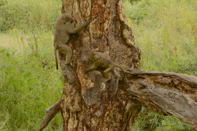 Olive Baboons (Papio anubis) in Ngorongoro Crater, Tanzania