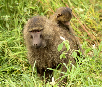 Olive Baboons (Papio anubis) in Ngorongoro Crater, Tanzania