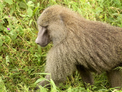 Olive Baboon (Papio anubis) in Ngorongoro Crater, Tanzania