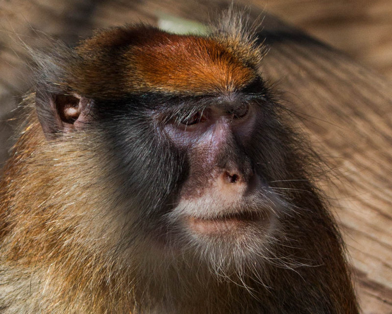 Patas Monkey
