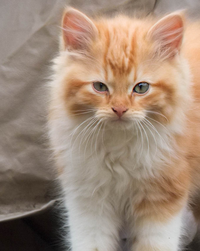 Fluff, with attitude.