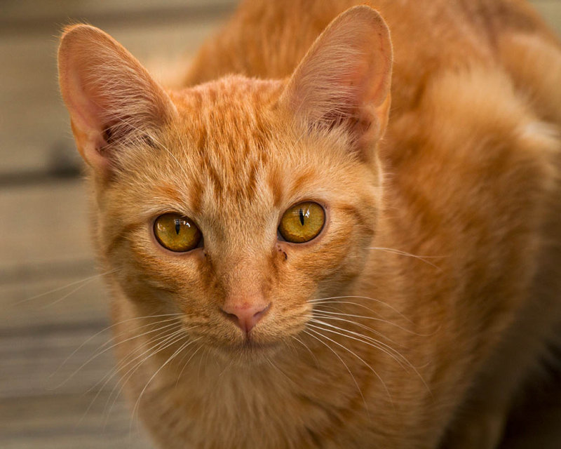 Tigger