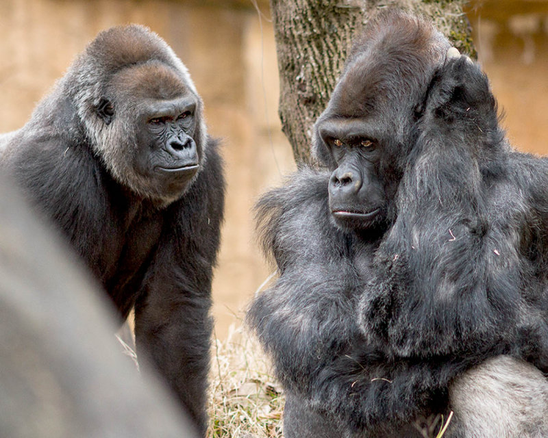Planning their escape.