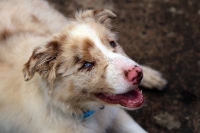 Malibu (aka - Jaws / Freddie Kruger)