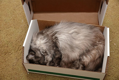 She would have loved sleeping in this box, but now she has to sleep in it forever.