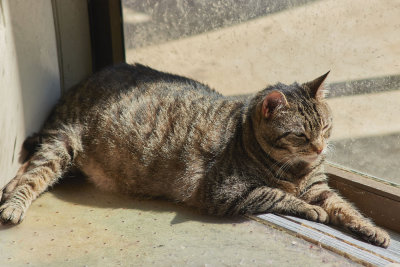 Ling enjoying the sun.