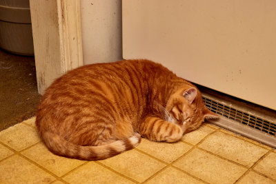 Morris warm at refrigerator vent.