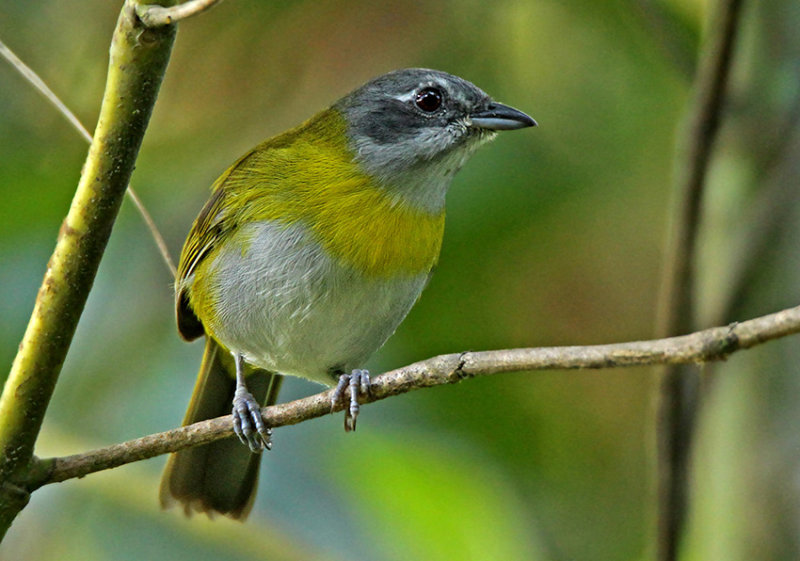 Ashy-throated Bush-Tanager