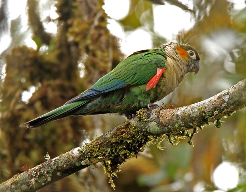 White-breasted Parakeet