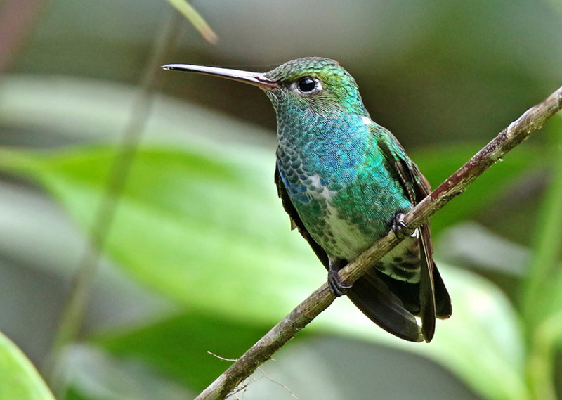 Glittering-throated Emerald