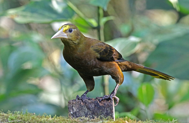 Russet-backed Oropendola