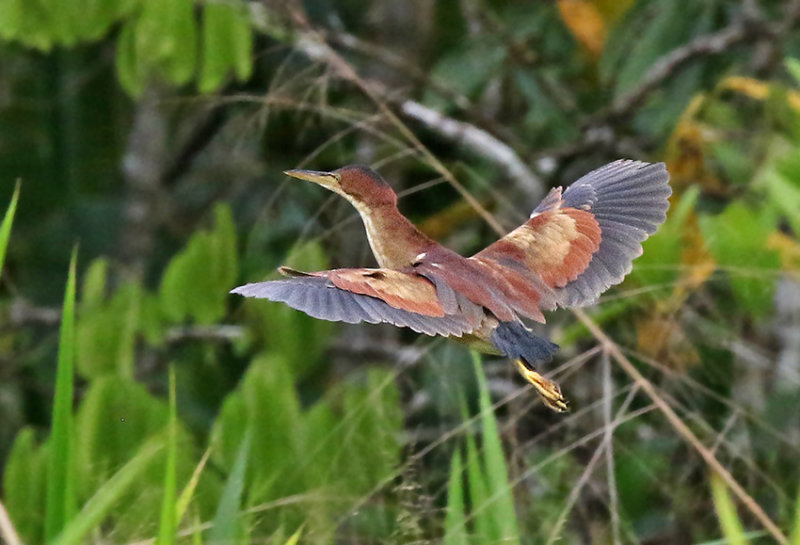 Least Bittern