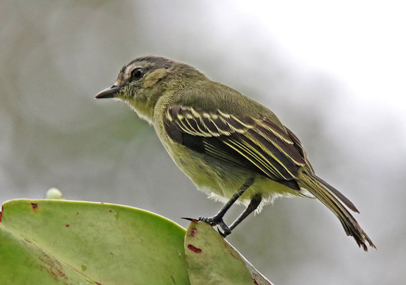 Slender-footed Tyrannulet