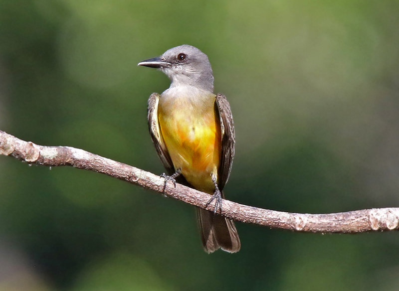 Tropical-Kingbird.jpg