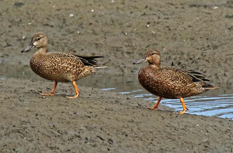 Blue-winged Teal