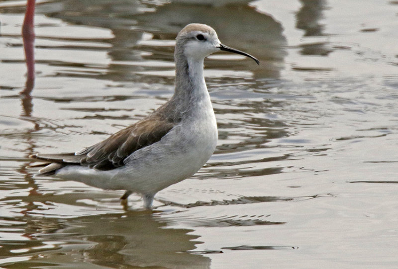 Wilsons Phalarope