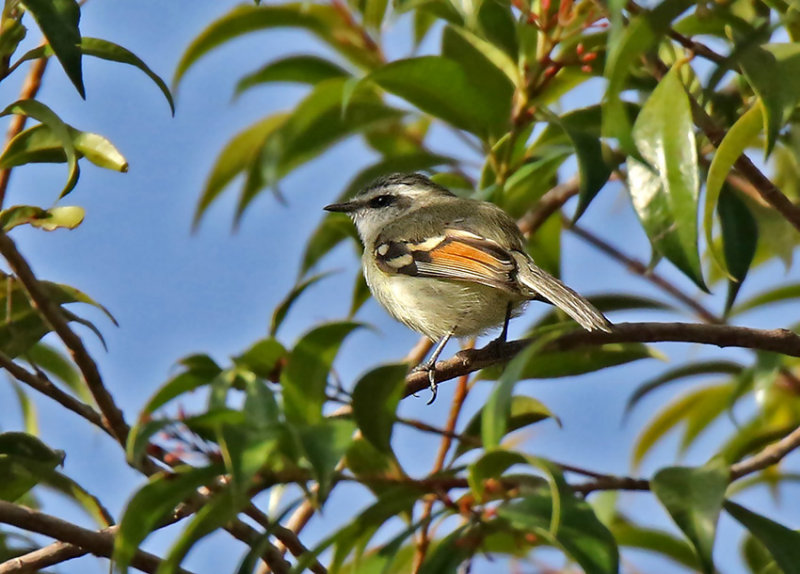 Rufous-winged Tyrannulet