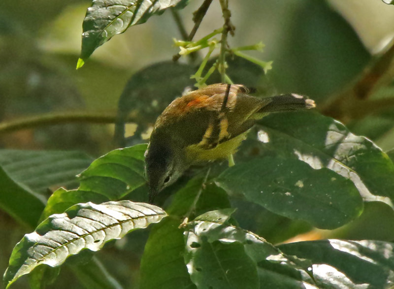 Rufous-rumped Antwren