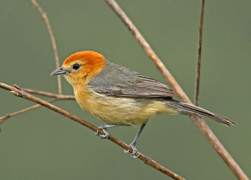 Buff-bellied Tanager