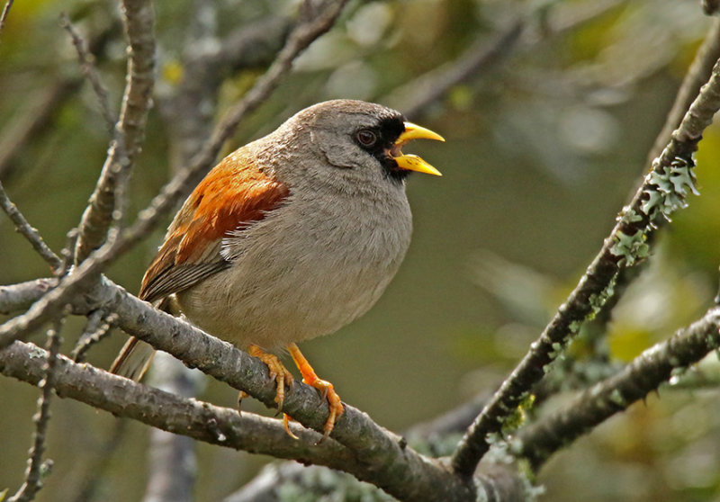 Rufous-backed Inca-Finch