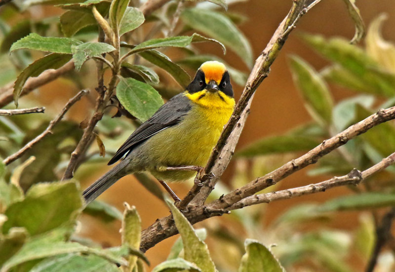 Rufous-naped Brushfinch