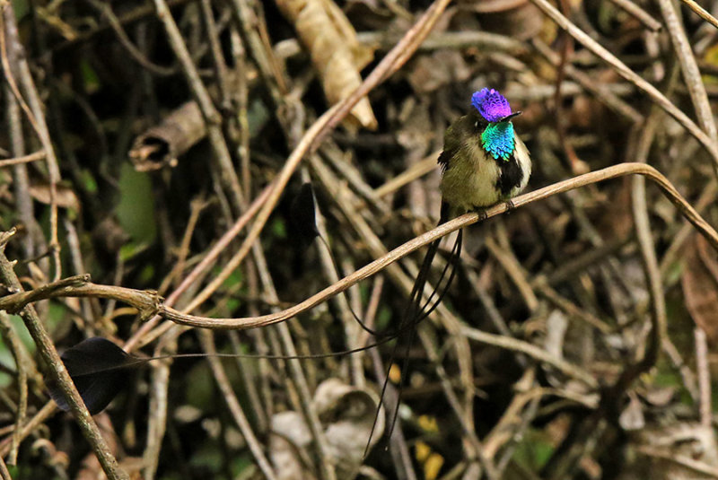 Marvelous Spatuletail