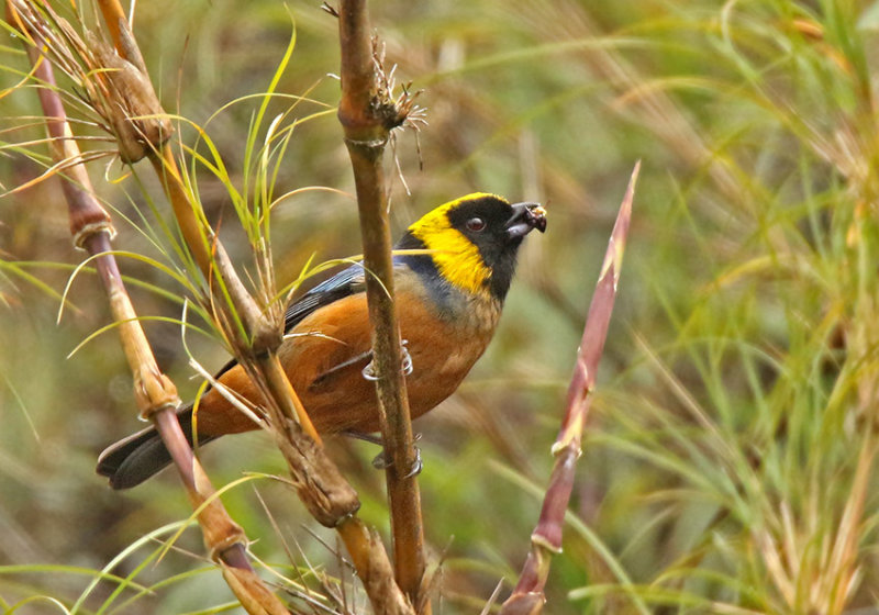 Golden-collared Tanager