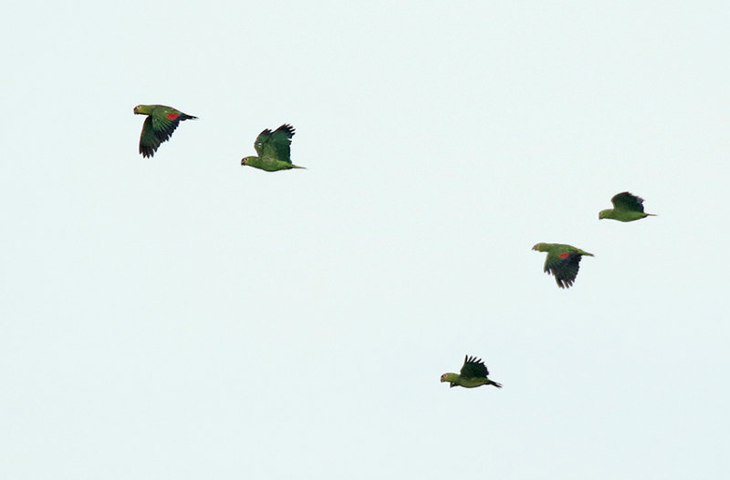 Red-lored Amazon