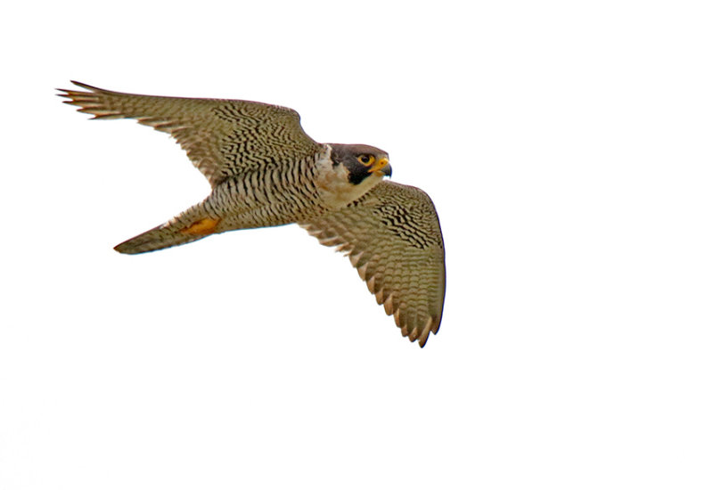 Peregrine