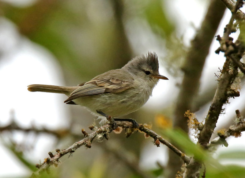 Southern Beardless-Tyrannulet