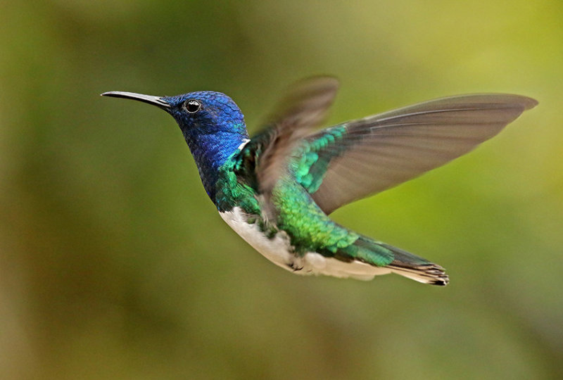 White-necked Jacobin