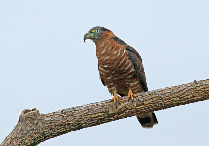 Hook-billed Kite