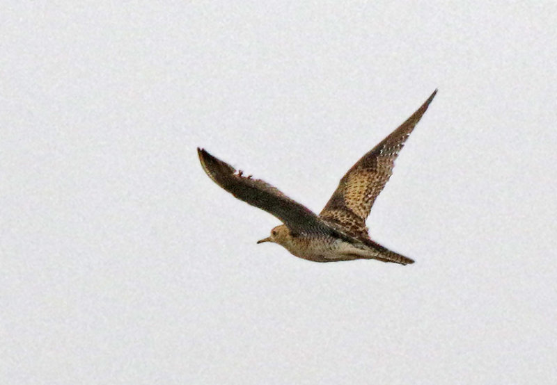 Upland Sandpiper