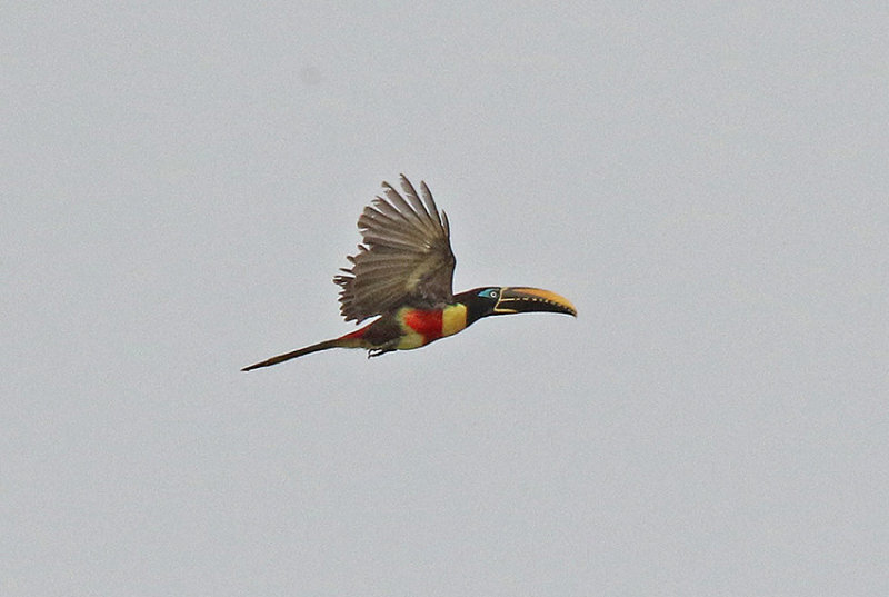 Chestnut-eared Aracari