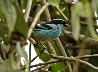 Blue-browed Tanager