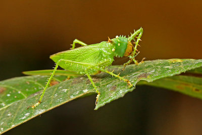 Grasshopper Sumaco