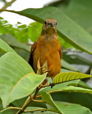 Flame-crested Tanager